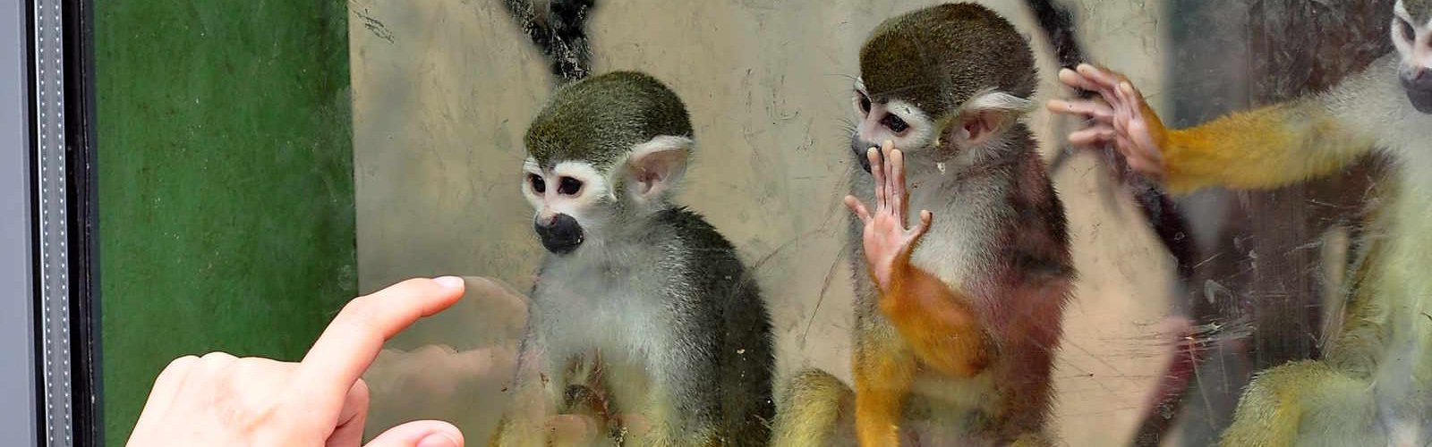 Three monkeys in a zoo